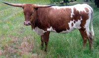 D-H Pinto Springs