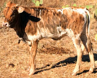 D-H Pinto Springs' 2015 calf