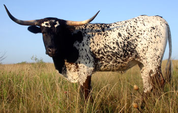Photo of D-H Prairie Tale