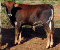 D-H Primavera's 2010 calf