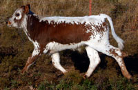 Rita 2009 calf