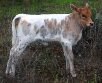 D-H Rita's 2015 calf