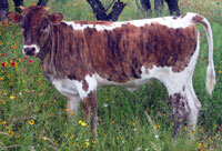 D-H Rita's 2015 heifer calf