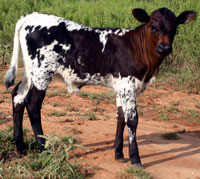 D-H Sendero