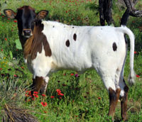 Shonuff's 2016 calf