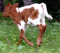 Shonuff's calf