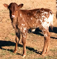 D-H Shonuff's Nov 2017 calf