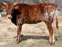 D-H Sienna's 2013 calf