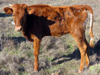 D-H Sienna's 2015 calf