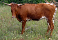 D-H Sunoyi