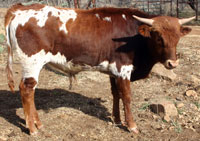 Swett Donna's 2013 calf