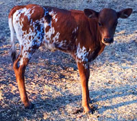 Sweet Donna's 2015 calf