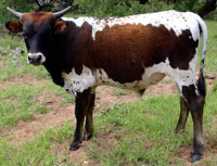 D-H Texas Jack