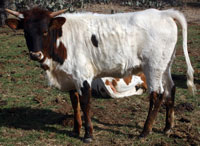 D-H Tonkawa's 2013 calf