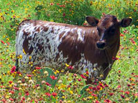 D-H Tonkawa Bull Calf 2015