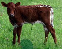 Tonkawa's calf