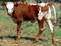 D-H Tonkawa's 2010 calf