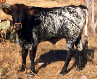 D-H Tonkawa's 2017 calf
