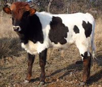 Waylon the steer