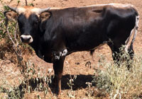 D-H Golden Bear's 2015 bull calf
