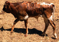 D-H Mountain Shadow's 2016 bull calf