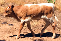 D-H Tonkawa's 2016 bull calf