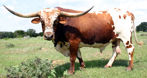 Comanche 22, a registered Texas Longhorn bull